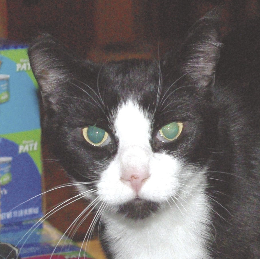 Pets of the Week: Mickey
